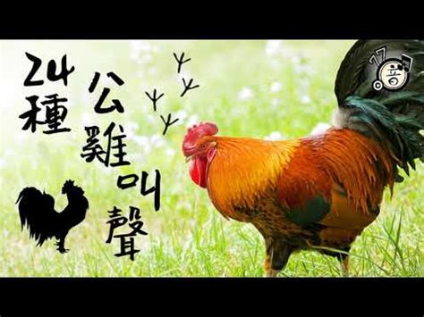 公雞啼鳴意思|公雞啼鳴意思 